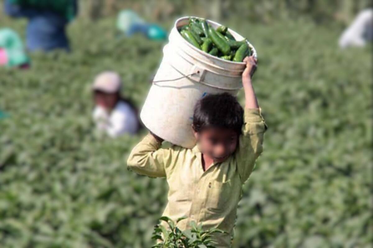Buscan erradicar el trabajo infantil en los campos agrícolas de SQ