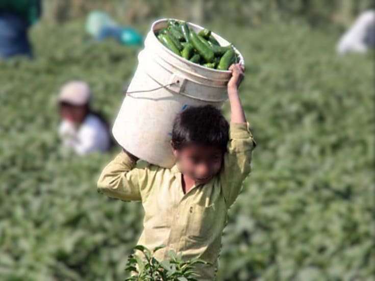 Rumbo a la revisión del T-MEC, México activa la denuncia anónima contra trabajo forzoso e infantil buscando frenar posibles irregularidades e importaciones ligadas a estas prácticas