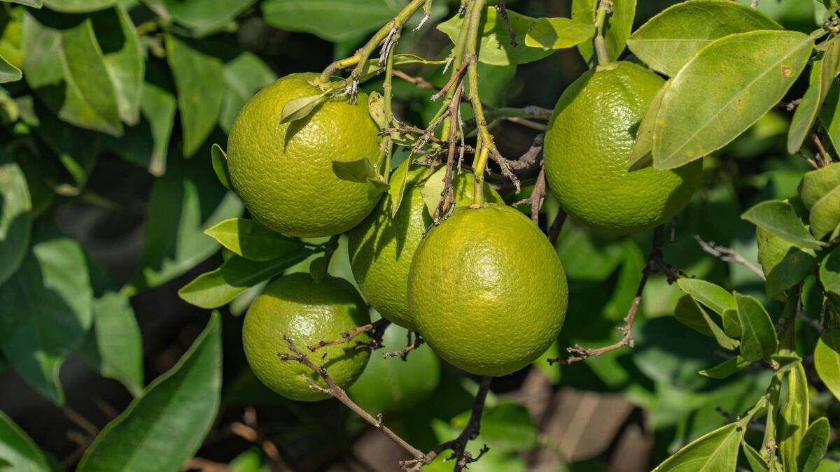 Trucos para que tus limones secos vuelvan a tener jugo | Foto: Especial (canva)