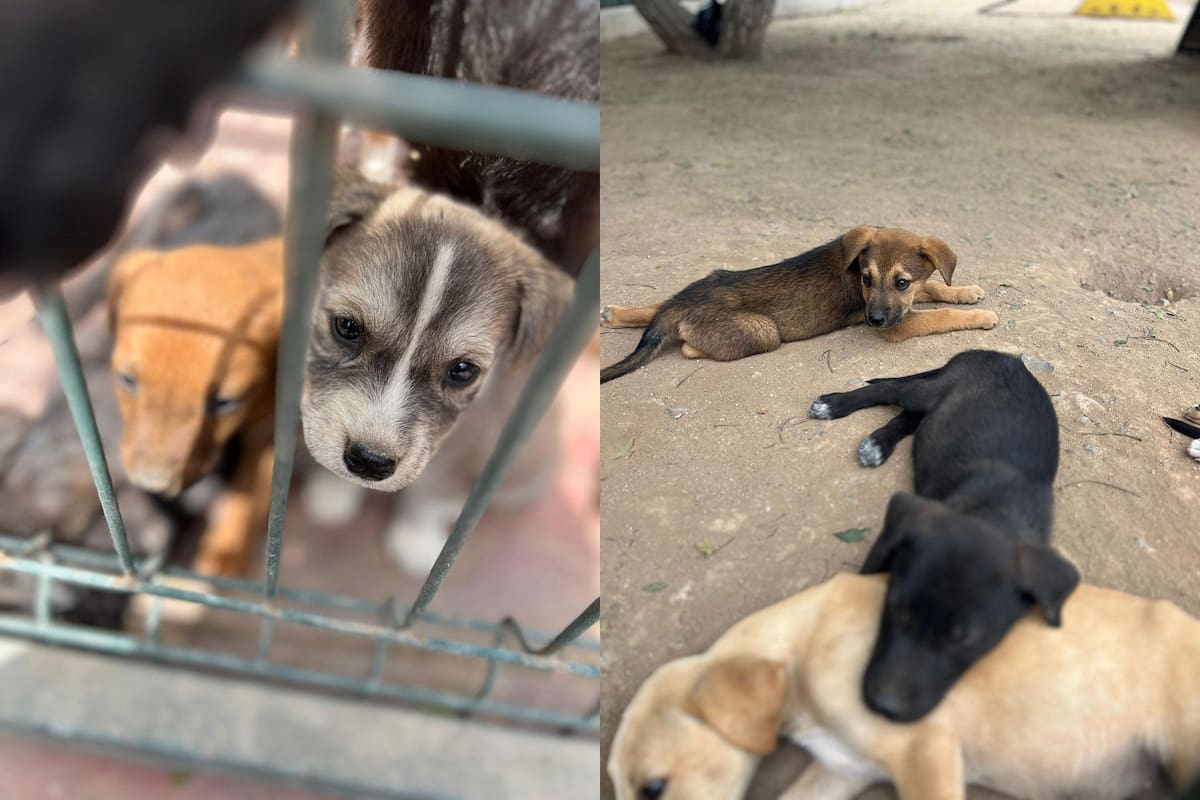Más de 600 animales fueron abandonados en Ensenada en 5 meses