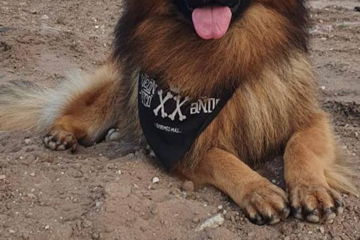 Grupos animalistas buscan modificar la Ley de Protección a los Animales en Baja California