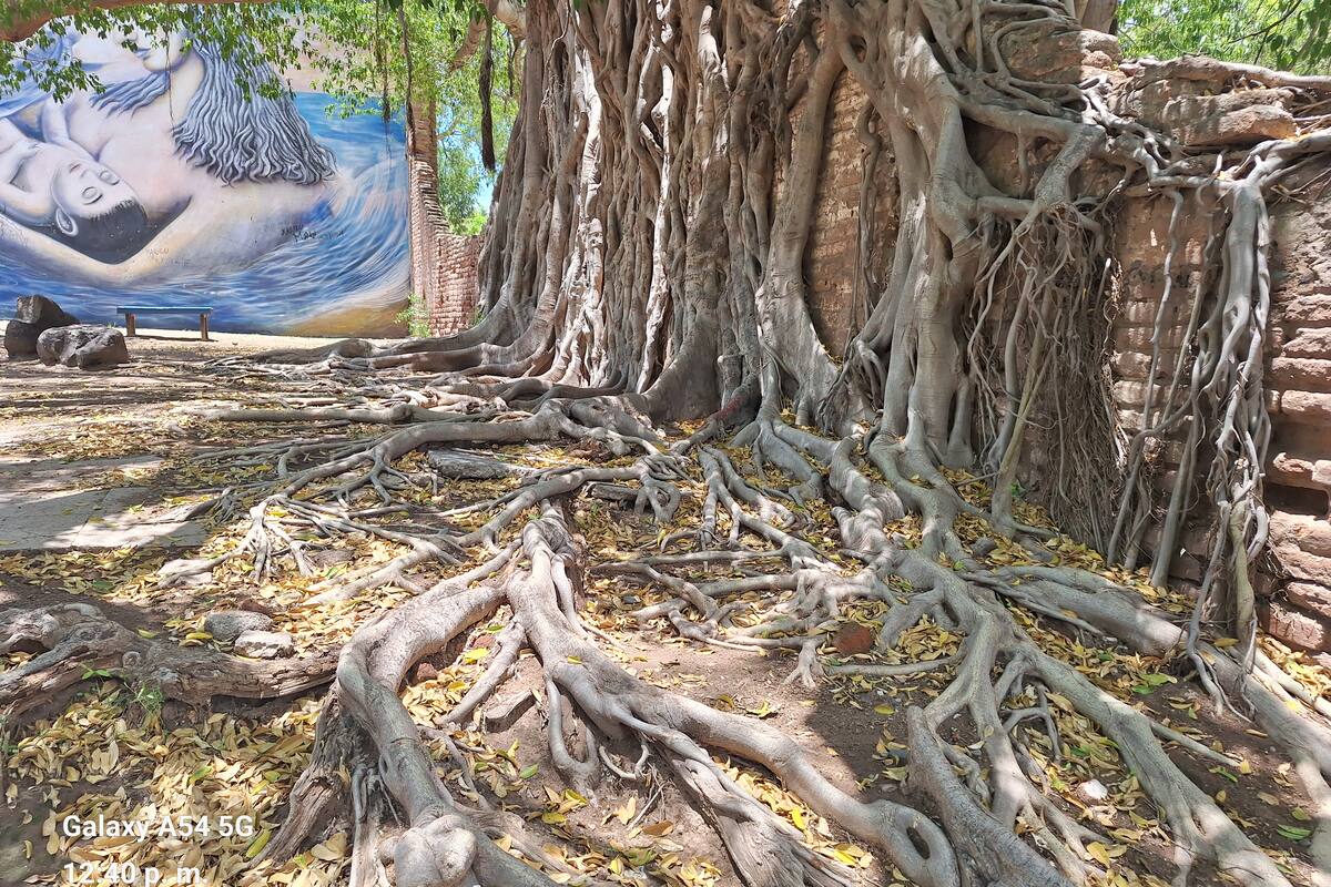 Se está secando árbol de más de 140 años en Navojoa