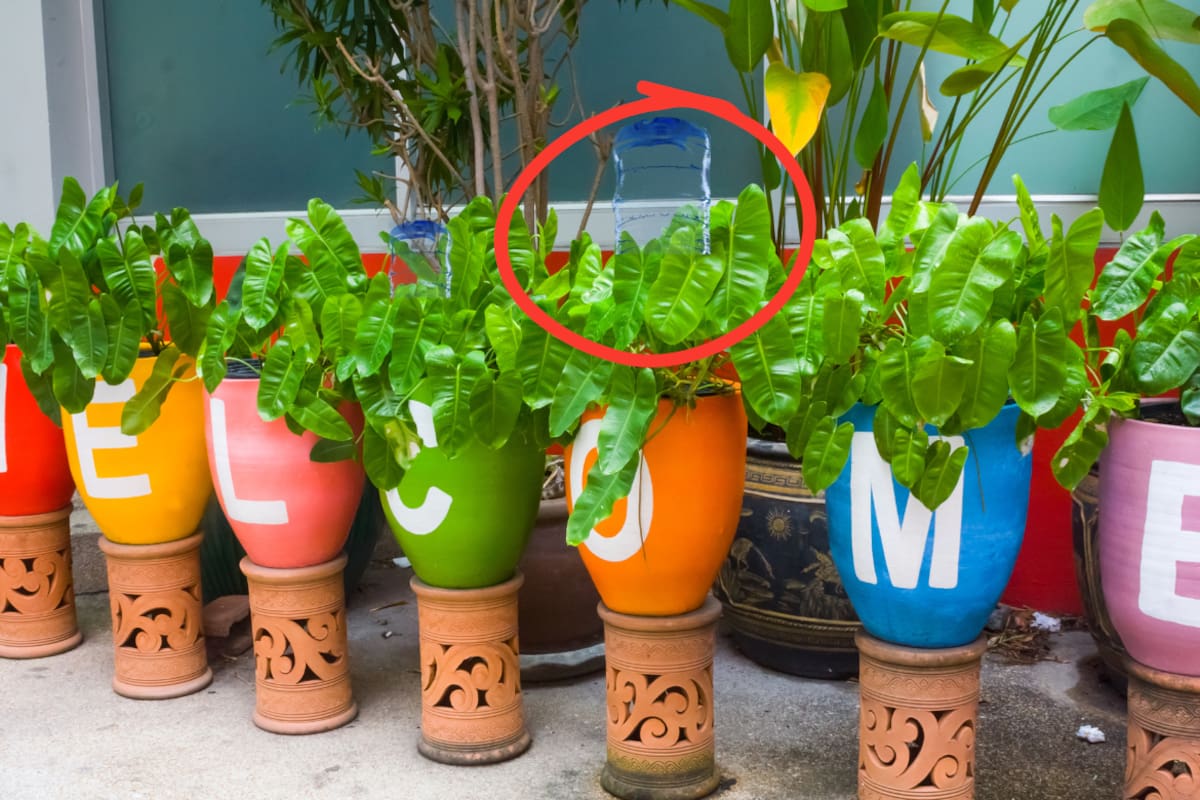 Expertos en jardinería explican cómo reutilizar una botella de plástico para regar las plantas en macetas lentamente y evitar que el exceso de humedad dañe las raíces