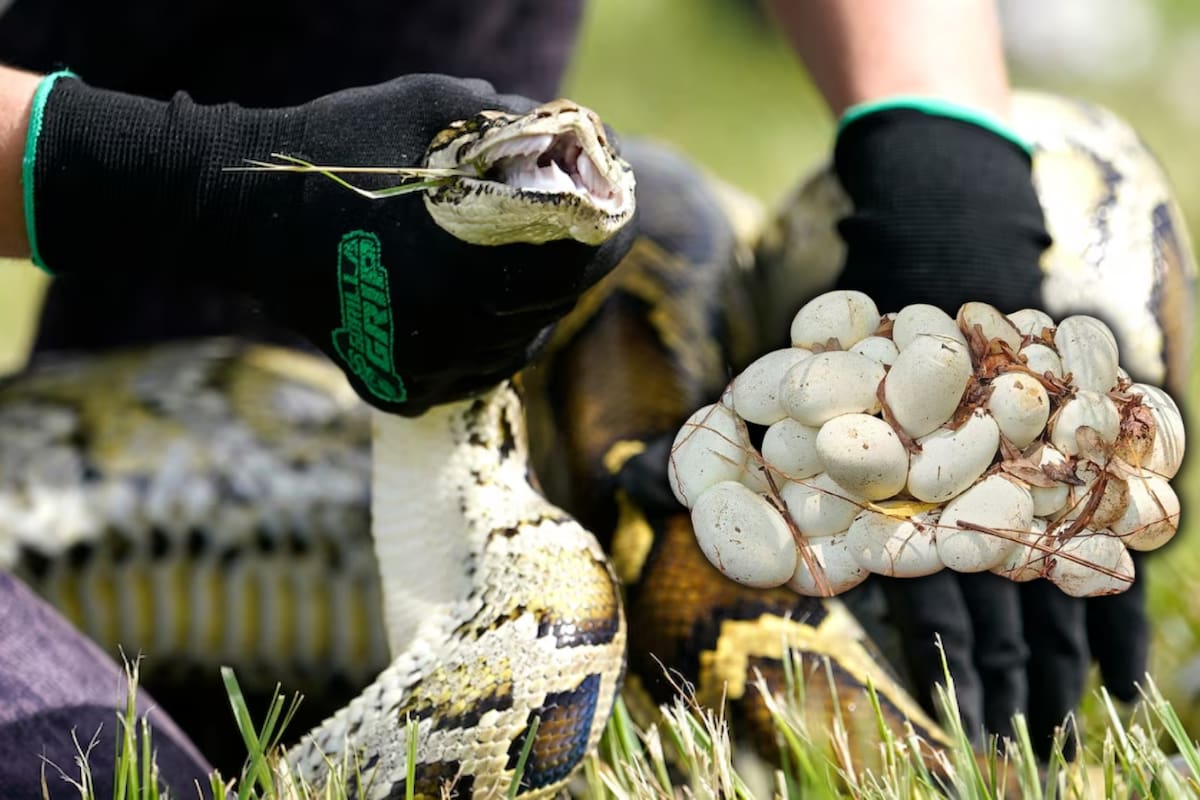 Una pitón llevó a los científicos hasta su nido oculto en los Everglades: un rastreador implantado permitió retirar los huevos antes de que naciera otra generación invasora que amenaza al ecosistema de Florida