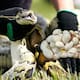 Una pitón llevó a los científicos hasta su nido oculto en los Everglades: un rastreador implantado permitió retirar los huevos antes de que naciera otra generación invasora que amenaza al ecosistema de Florida
