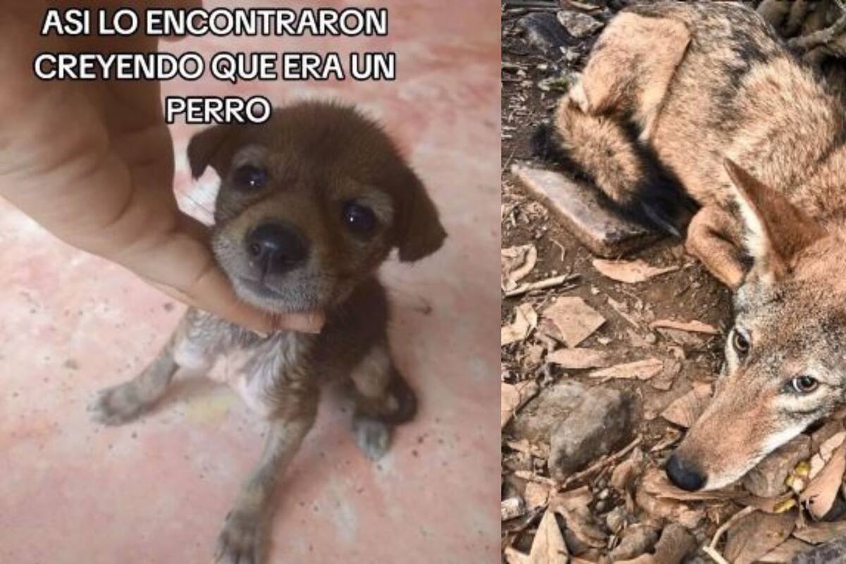 VIRAL: Una familia adopta un 'perrito' sin saber que era un coyote