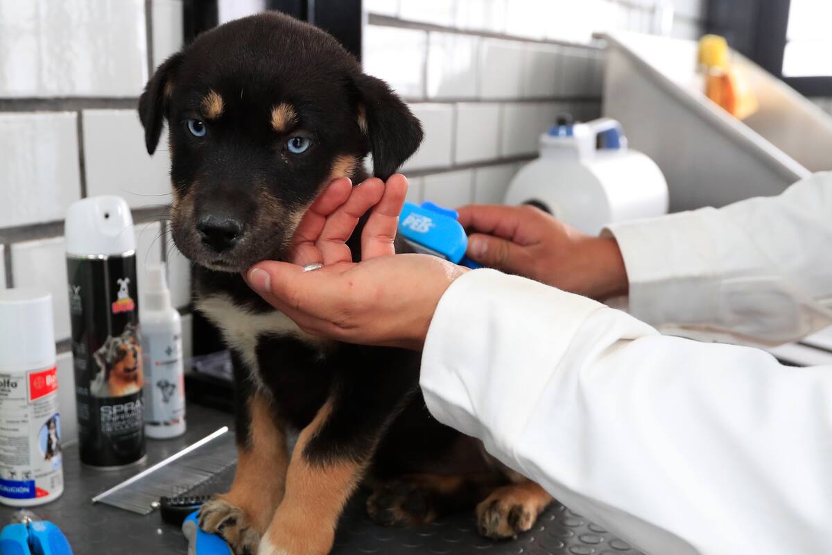 España creará un sistema de identificación animal centralizado para combatir el abandono y la cría ilegal