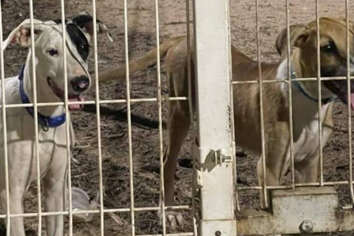 Engañan a perritos con paseo y terminan abandonándolos en colonia Pitic