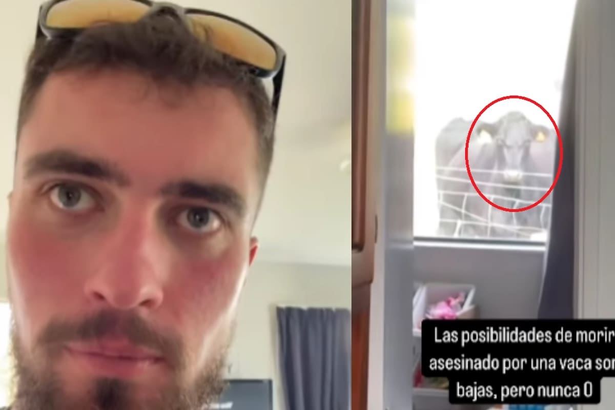 “¿Qué le hiciste para que te vea así?”: hombre descubre que una vaca lo observa fijamente desde la ventana de su casa