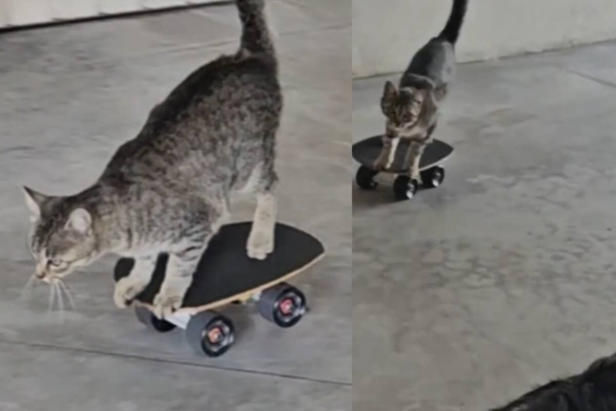 Gato sorprende en TikTok con sus habilidades para andar en patineta