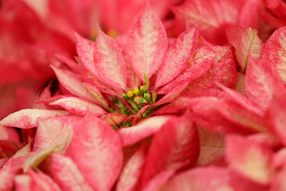¿Sabías que la flor de Nochebuena tiene orígenes prehispánicos?