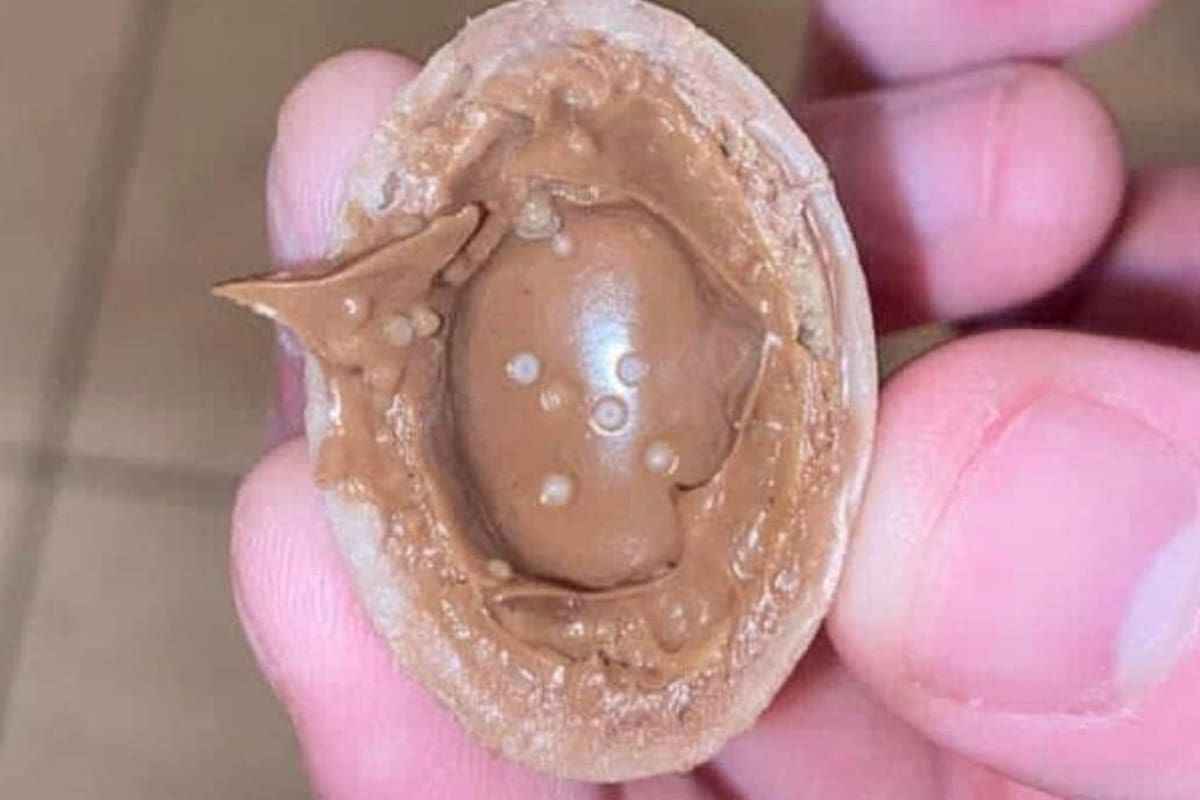 Huevo Kínder: Así se ve la bacteria de salmonela en chocolates y estos son los síntomas