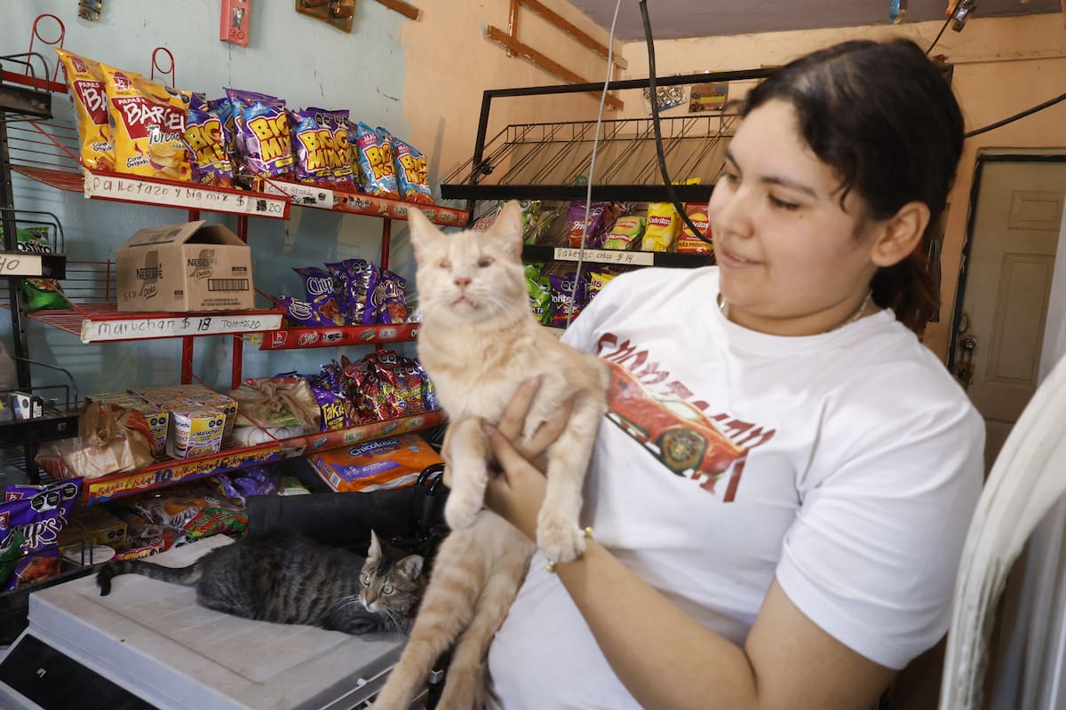 Madre e hija se han dedicado a brindar sus cuidados a más de una veintena de gatitos.