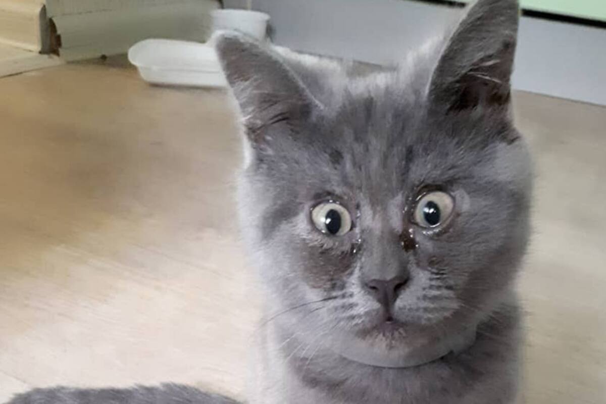 Gato con expresión de sorprendido, cautiva a las redes