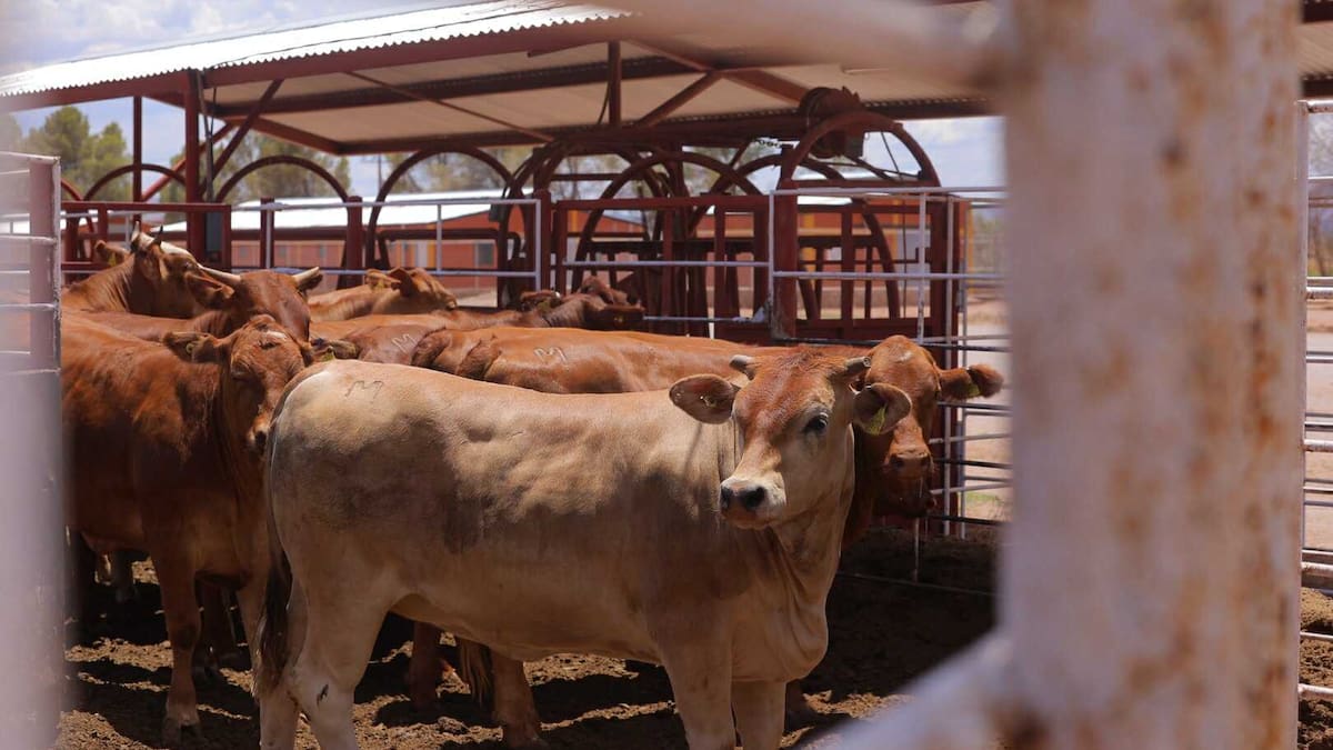 Ganaderos de Sonora invierten en sanidad y hasta terrenos mientras buscan reabrir la frontera de EU a la exportación de ganado