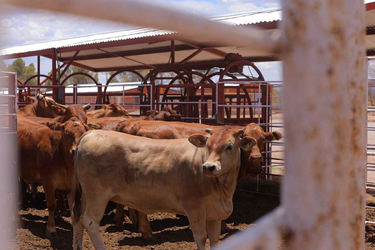 Ganaderos de Sonora invierten en sanidad y hasta terrenos mientras buscan reabrir la frontera de EU a la exportación de ganado