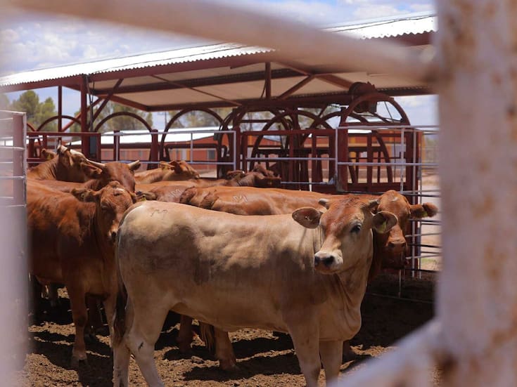 Ganaderos de Sonora invierten en sanidad y hasta terrenos mientras buscan reabrir la frontera de EU a la exportación de ganado