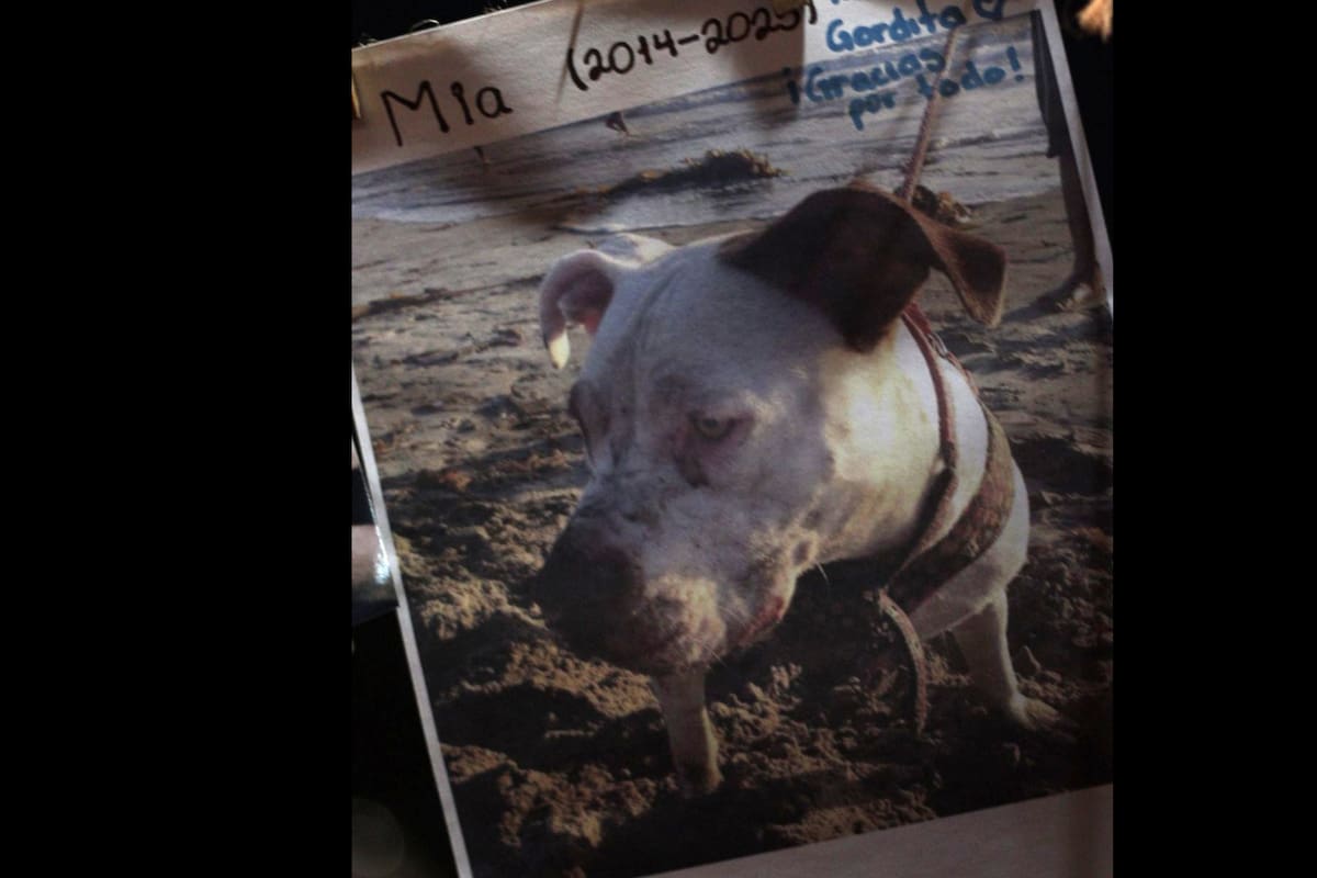 Mia, la amiga que volvió en forma de recuerdo
