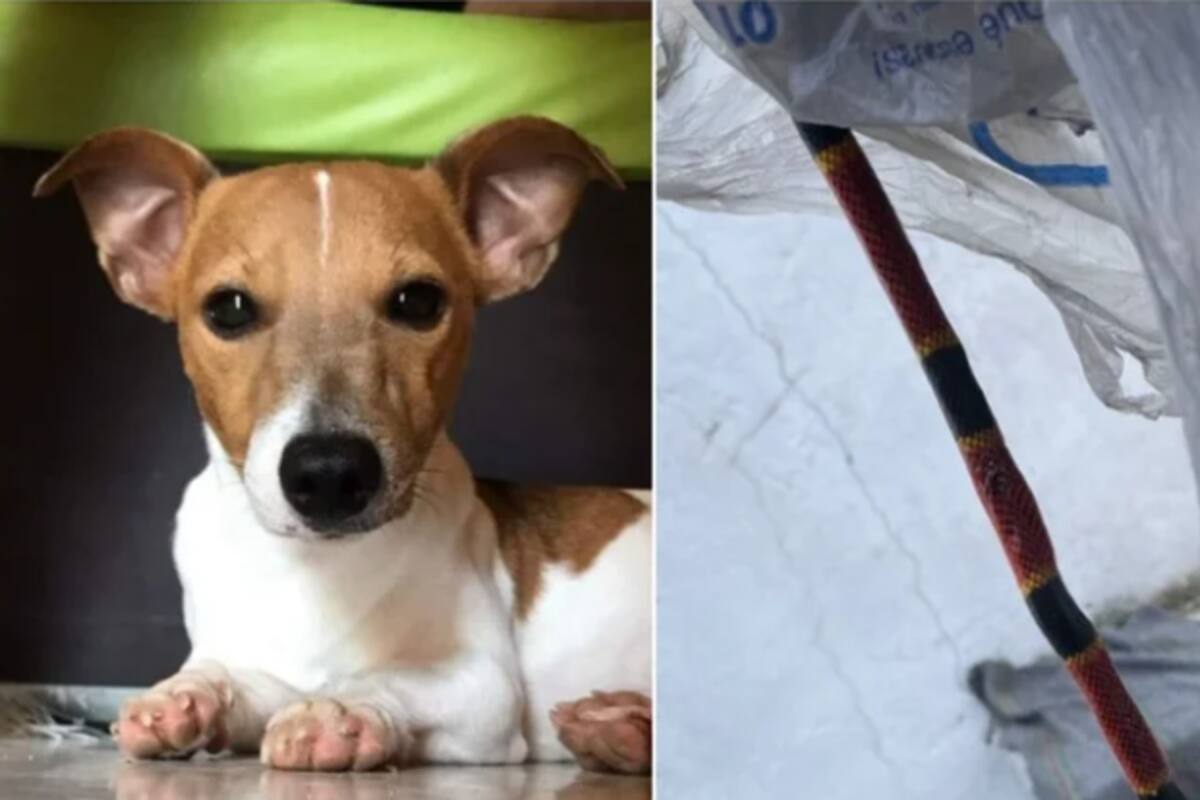 Viral: ¡Perrito defiende a su familia de una serpiente hasta la muerte!