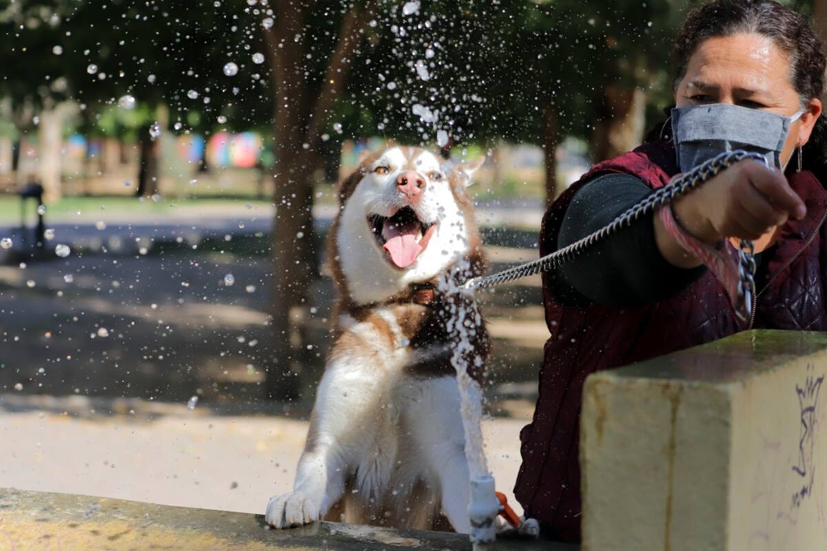 ¡Cuide a sus animales del calor!