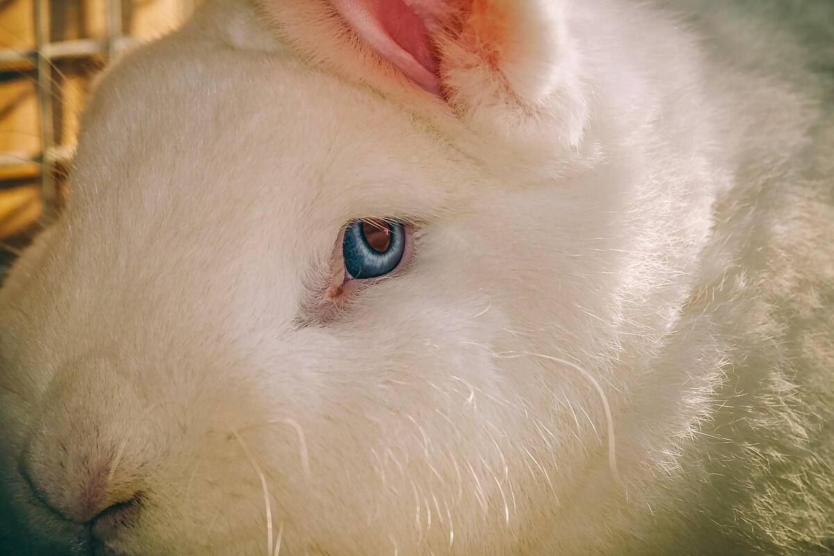 Cosméticos no se probarán en animales: diputados aprueban prohibición