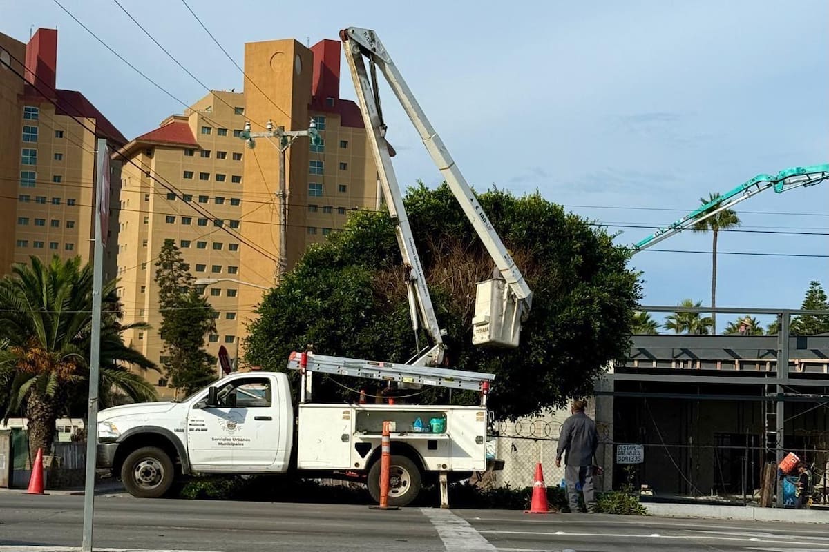 Critican poda excesiva de árboles en Rosarito
