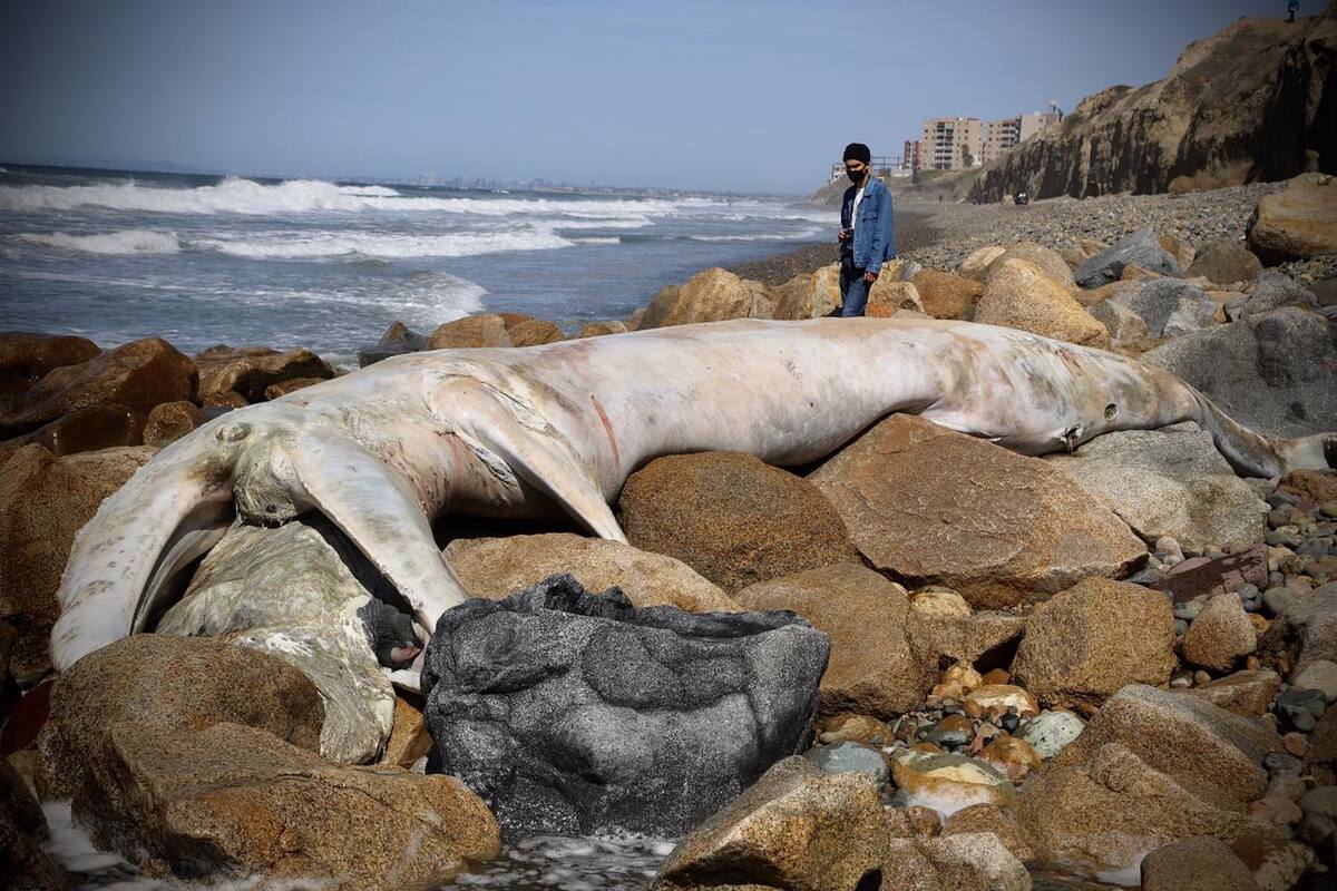 Aparece muerta cría de ballena en Playas de Tijuana