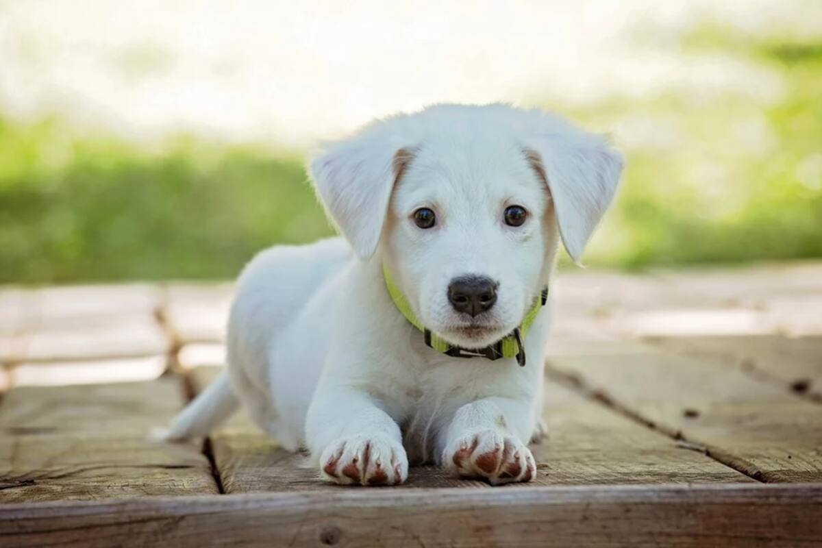Piden tener limpieza con mascotas