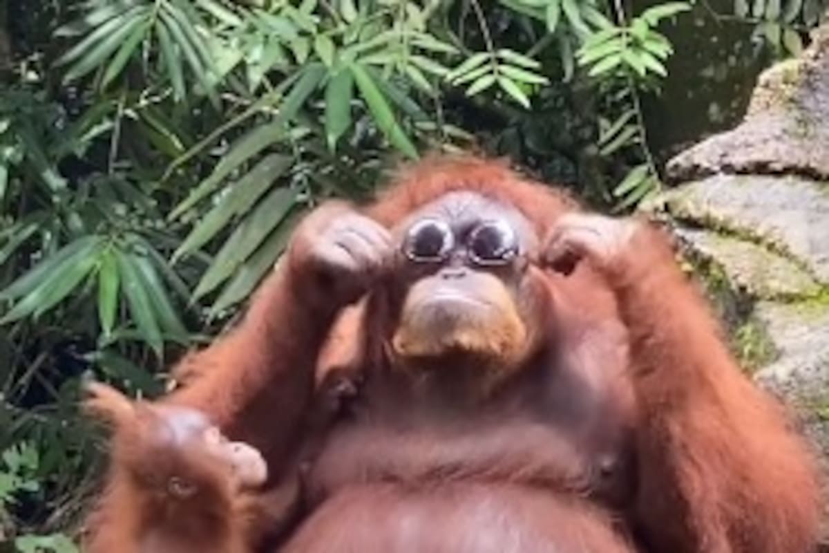 Un orangután modela lentes de sol