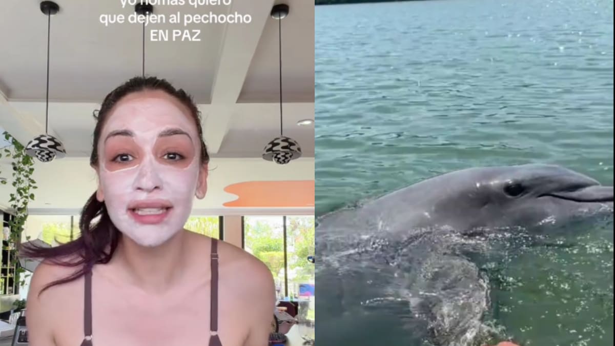 ¿Quién es “El Pechocho”? El delfín símbolo de Topolobampo que Daniela Rodrice busca proteger de la polémica planta de amoniaco; así puedes ayudarlo