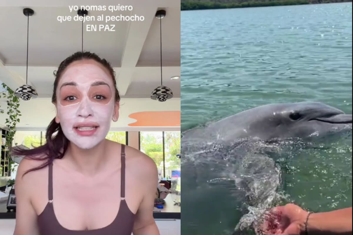 ¿Quién es “El Pechocho”? El delfín símbolo de Topolobampo que Daniela Rodrice busca proteger de la polémica planta de amoniaco; así puedes ayudarlo