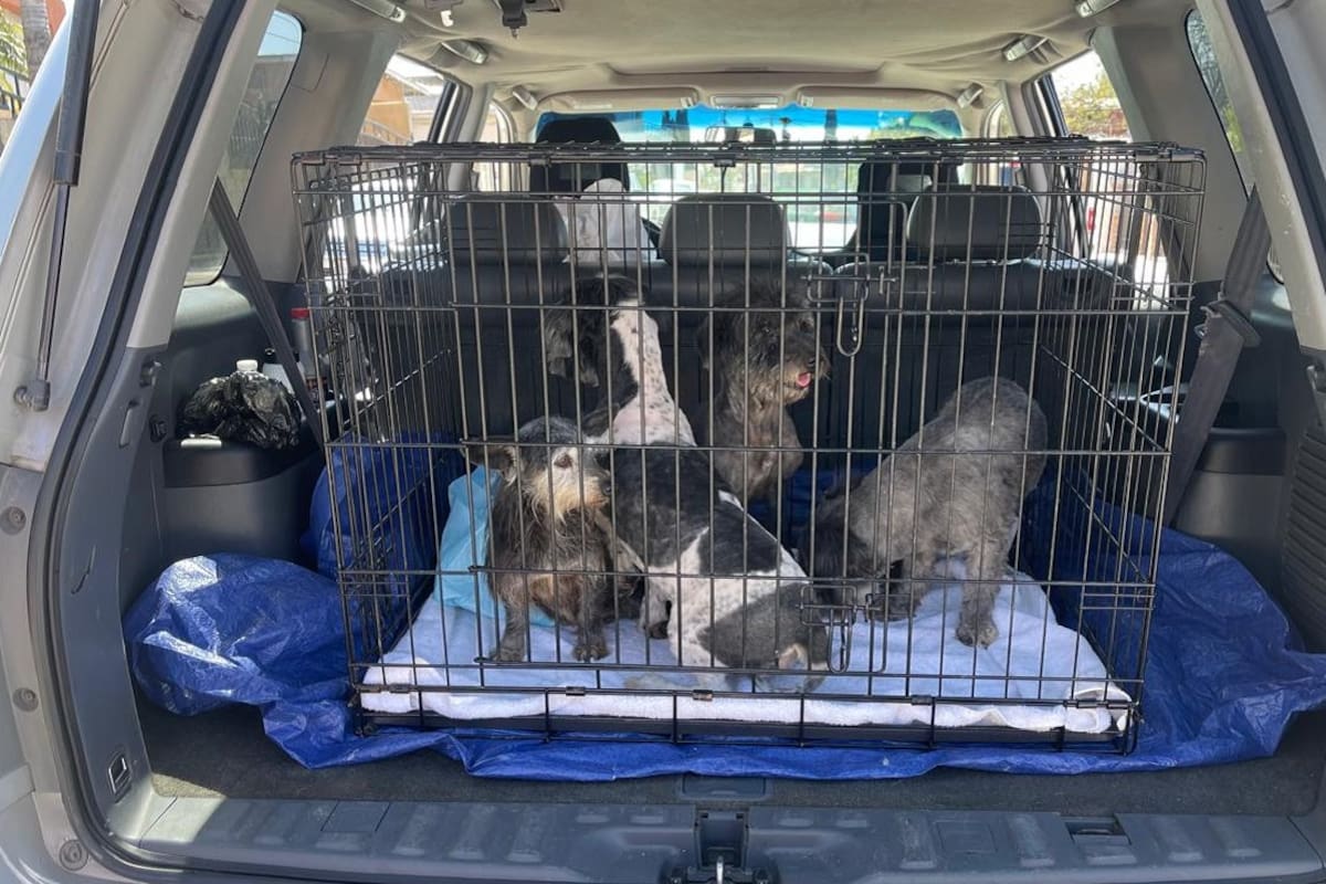 FGE rescata a cuatro caninos víctimas de maltrato animal en Tecate