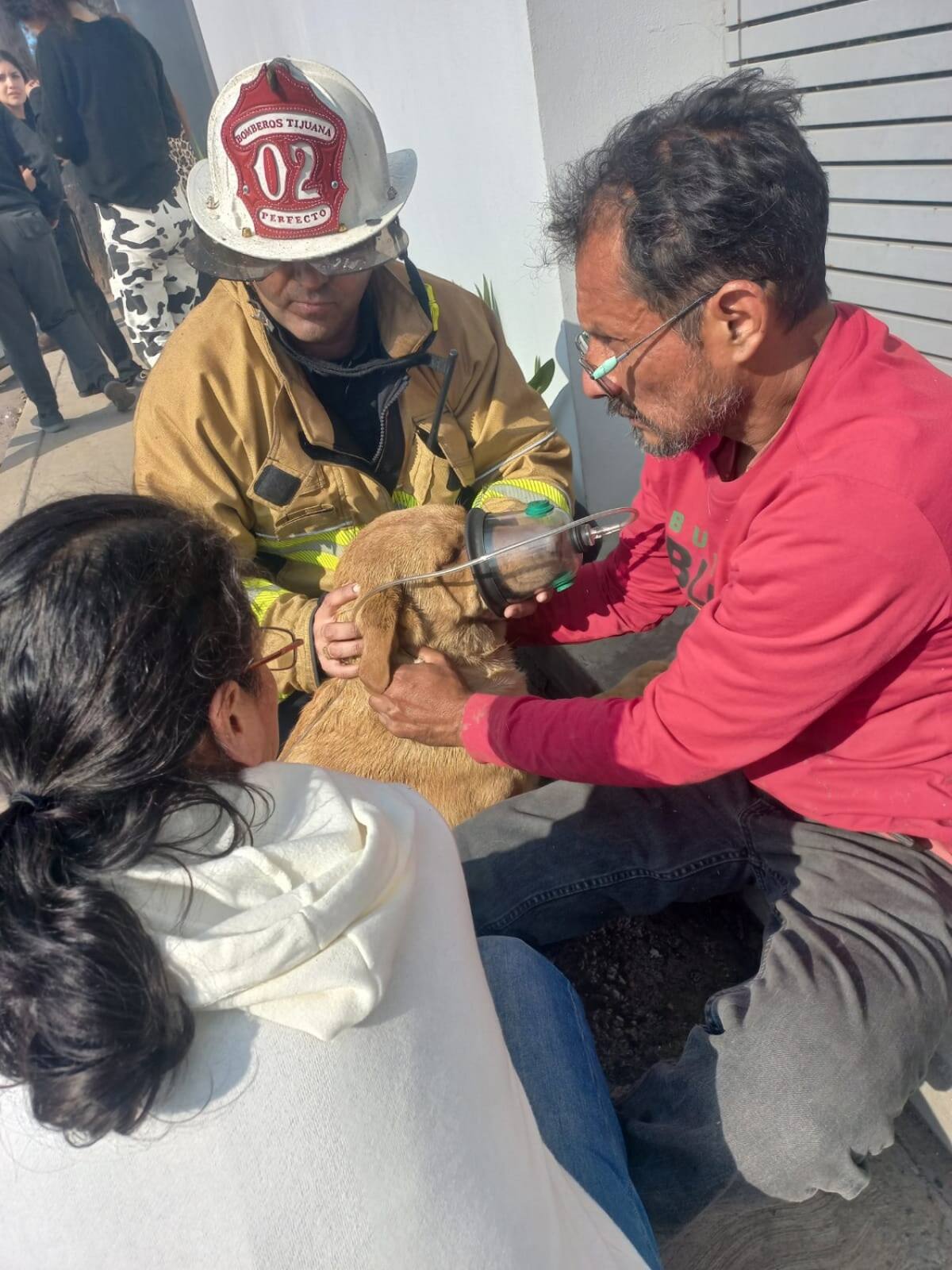 Un perro que resultó afectado por el humo fue atendido por los bomberos.