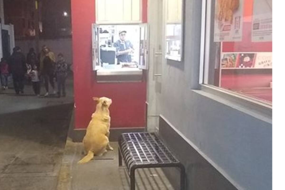 ‘Güero’ el perrito callejero que cena a diario en restaurante