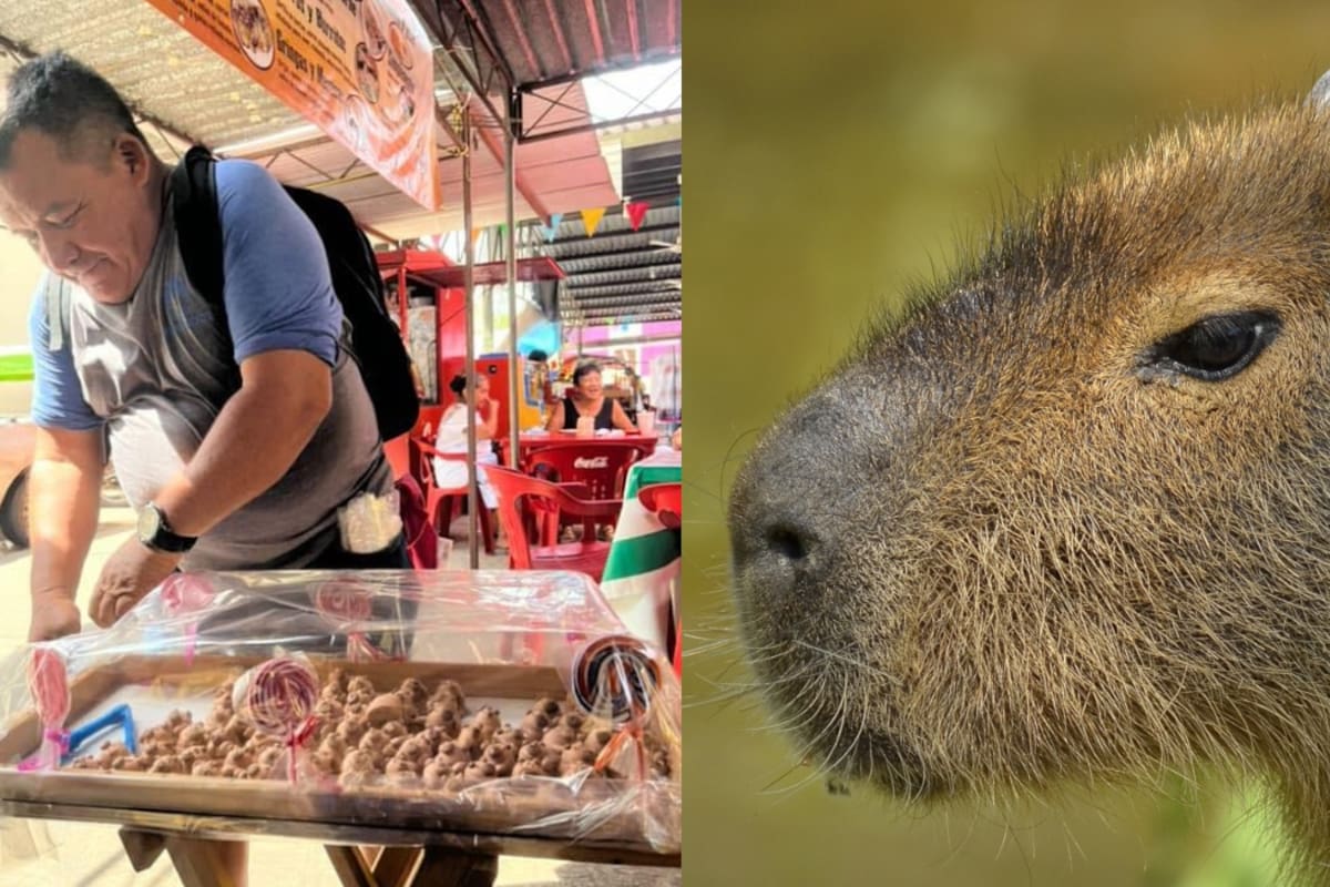 “Se ven tan lindos que no los comería”: Señor que vende turrones en forma de capibaras en Yucatán se vuelve viral
