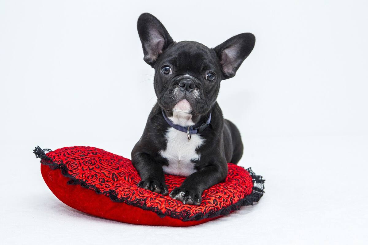 Enseña con estos simples pasos a que tu cachorro no muerda objetos que no debe