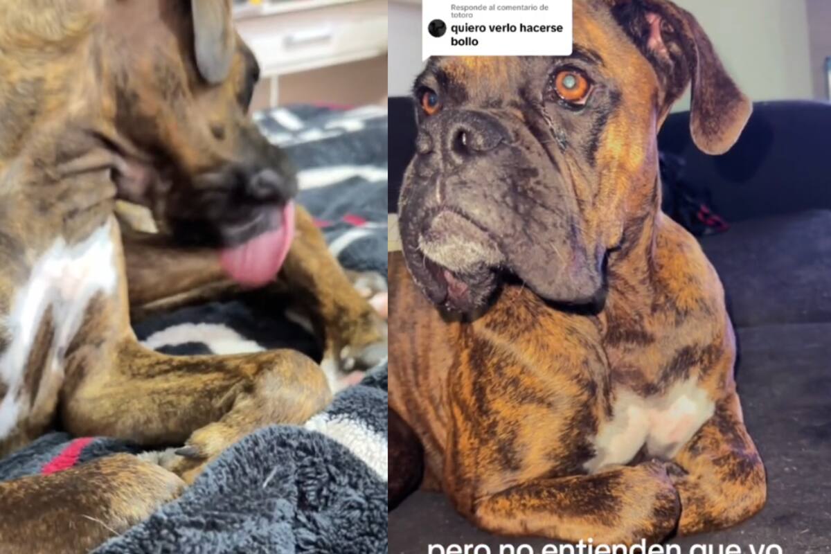 En TikTok, este perro que se cree gato se ha ganado el corazón de miles de internautas