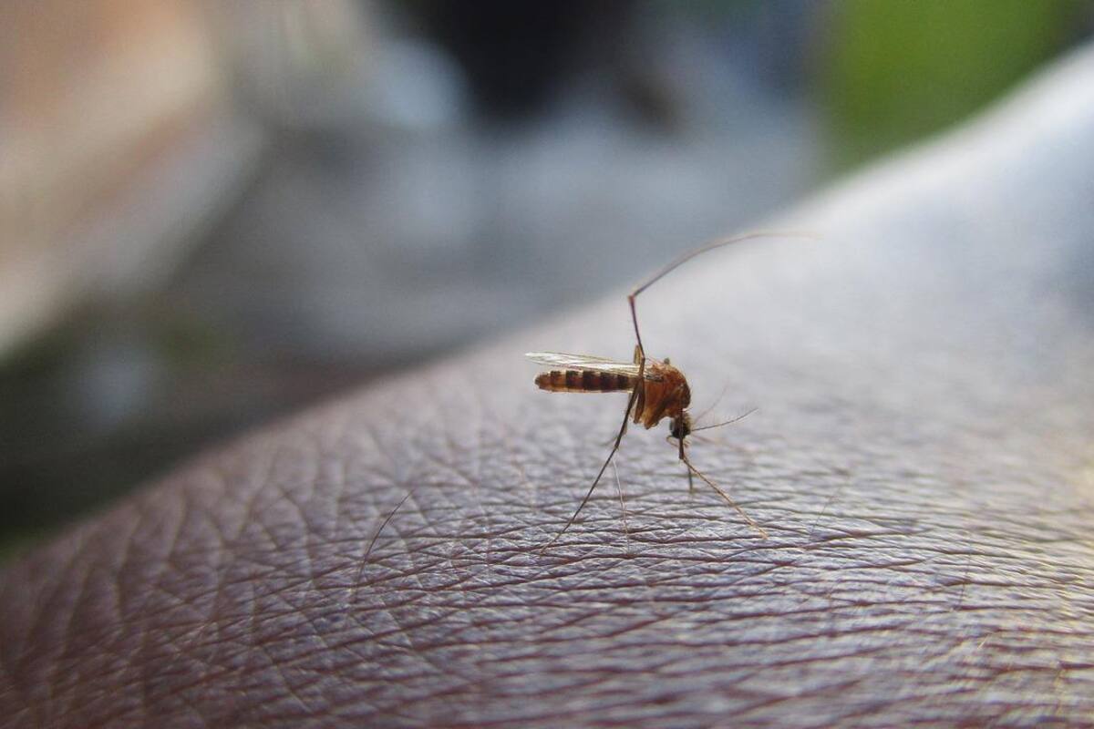 Dengue hemorrágico cobra 51 vidas en Honduras en 2019
