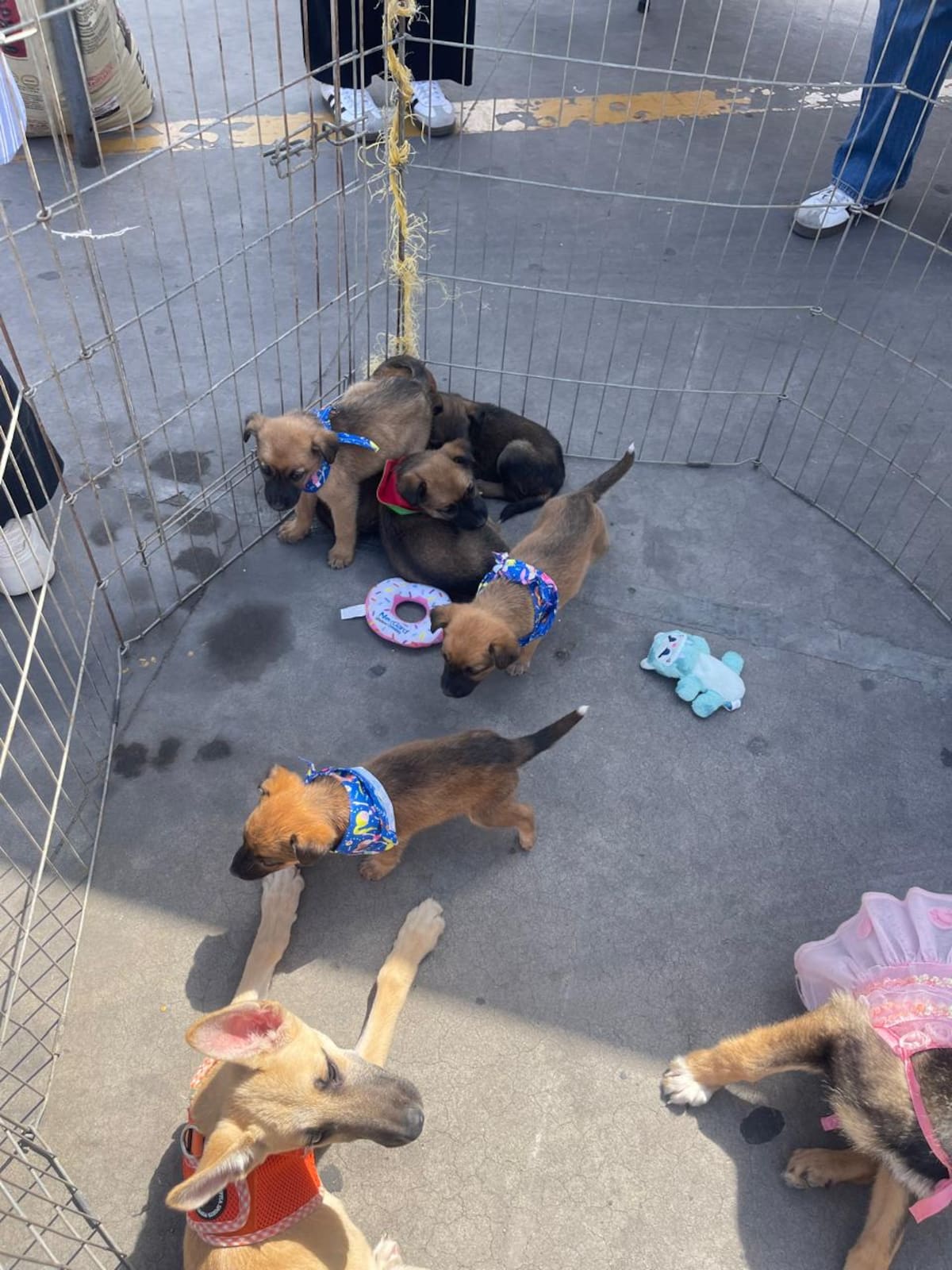 Autoridades de Rosarito impulsaron una feria de adopción y bienestar animal donde anunciaron jornadas gratuitas de esterilización, vacunación y concientización para combatir el abandono de mascotas. Foto: Carmen Gutiérrez