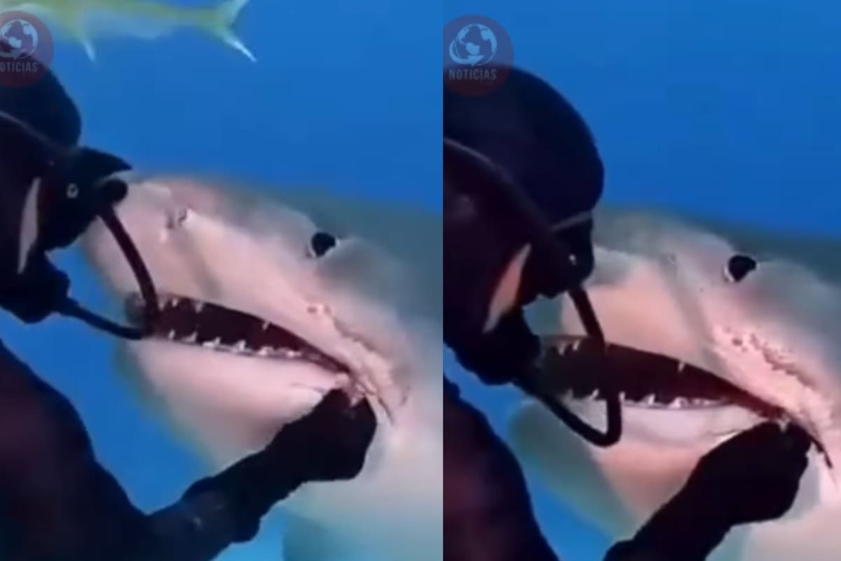 ¡Impactantes imágenes!: Buzo ayuda a un tiburón a liberarse de un anzuelo