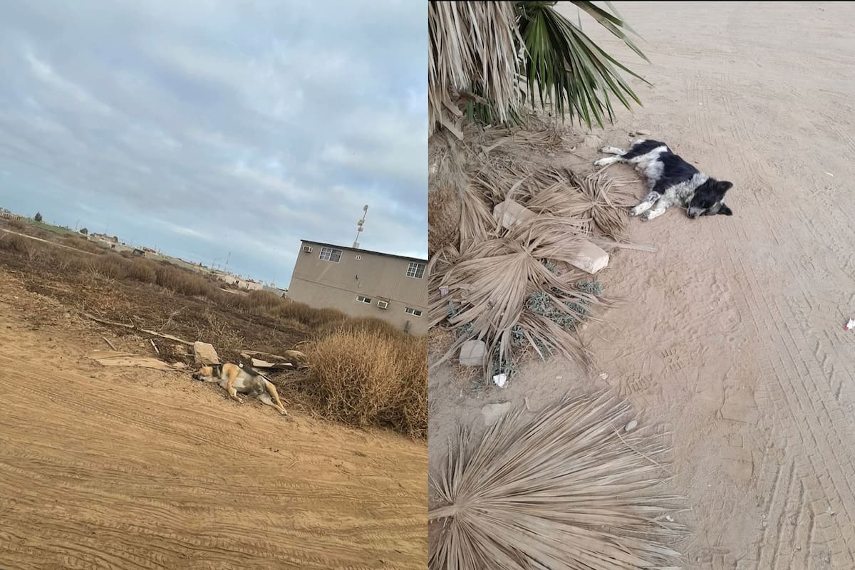 Preocupa el maltrato extremo de mascotas en San Quintín