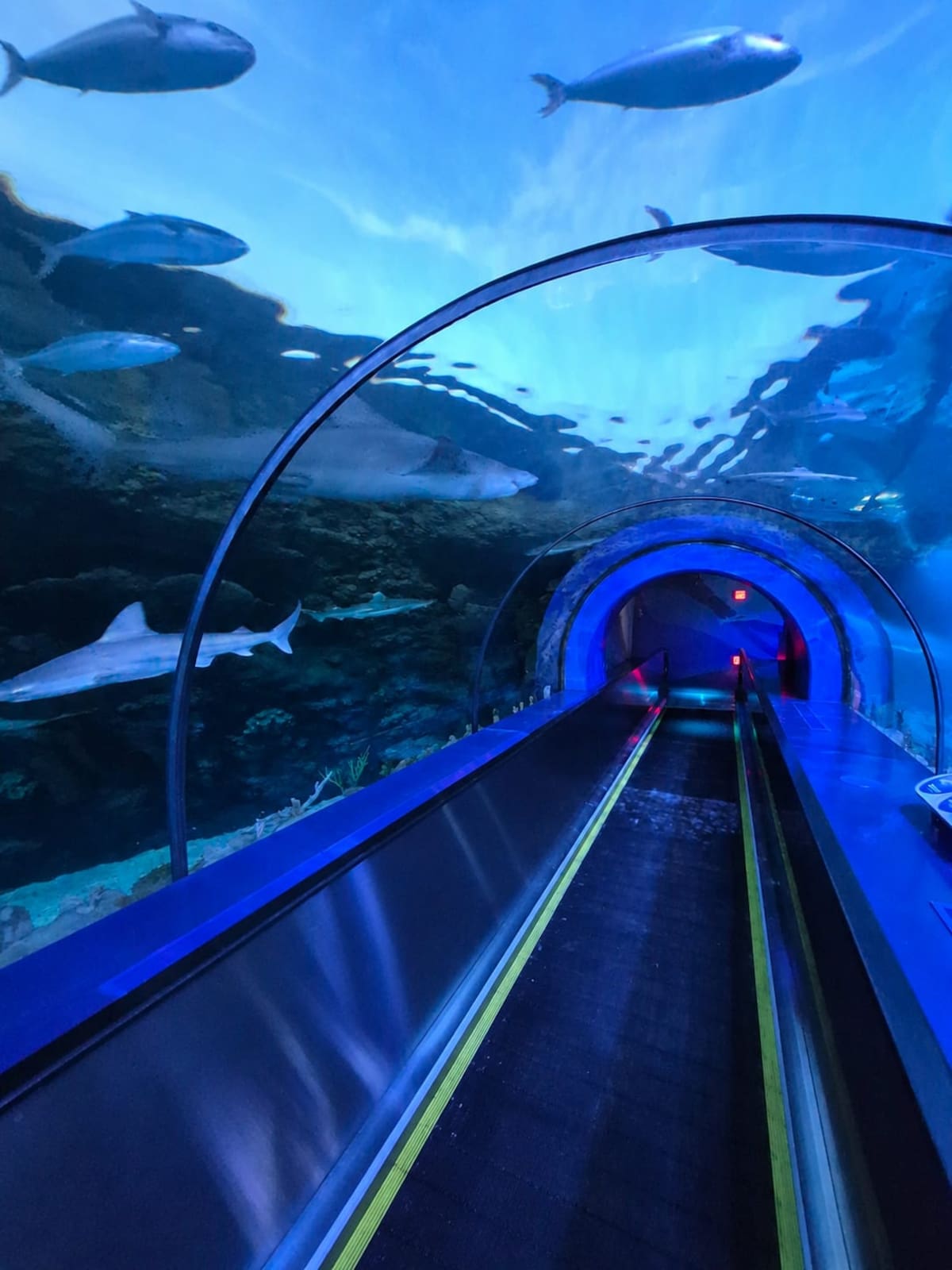 La renovada atracción de SeaWorld San Diego ofrece una experiencia interactiva con tecnología inmersiva, un recorrido submarino y la oportunidad de conocer de cerca distintas especies de tiburones y su conservación. Foto: Andrea García