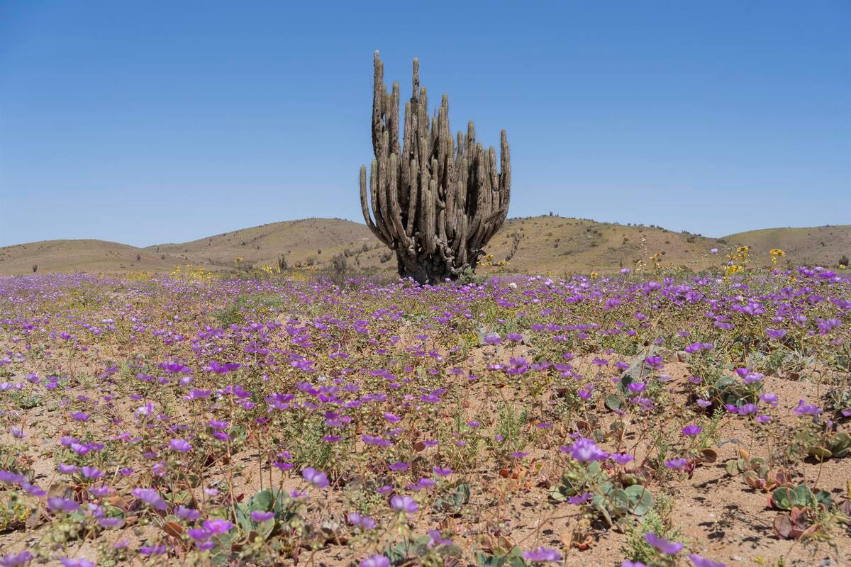 Desierto más árido del mundo vuelve a florecer en el norte de Chile