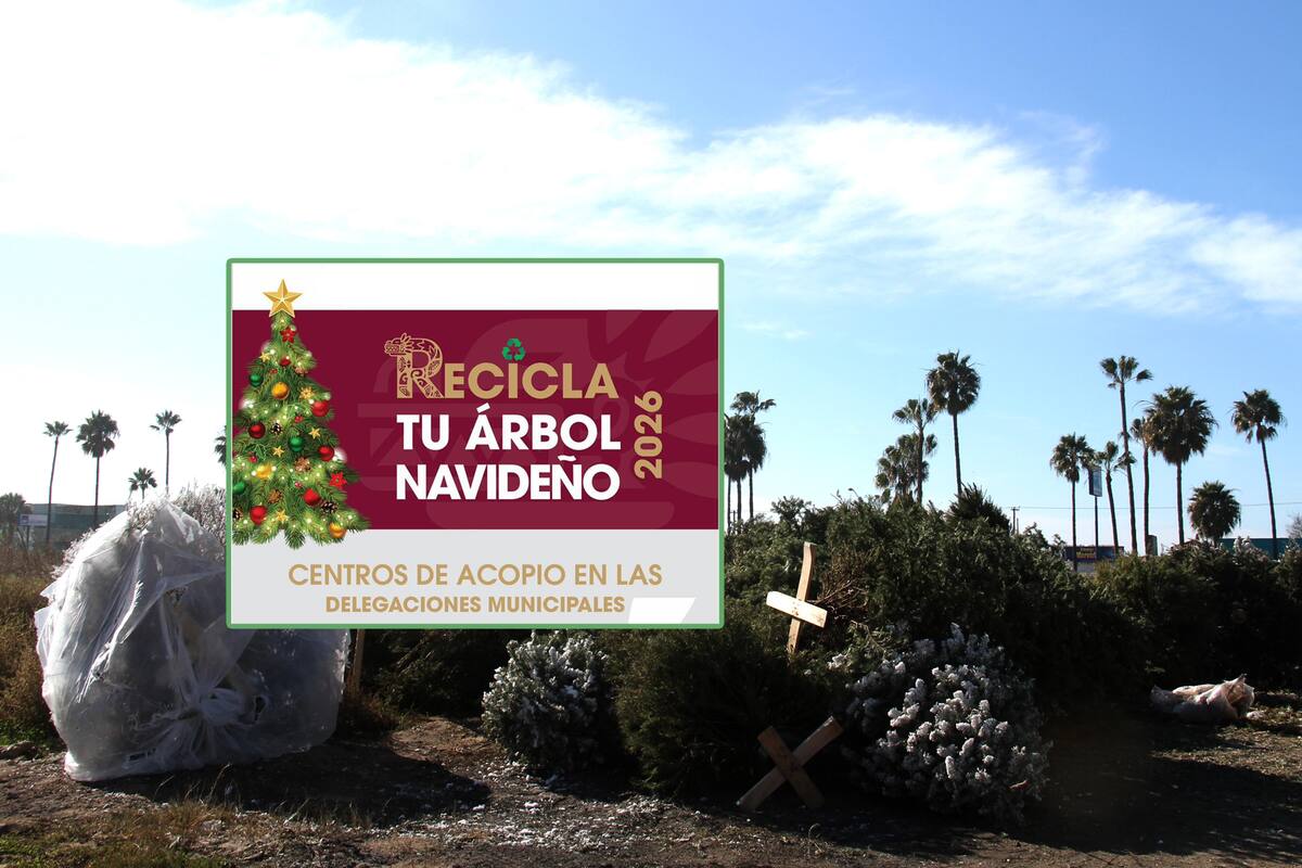 Ponen en marcha campaña para reciclar arbolitos de Navidad en Tijuana : fechas, horarios y ubicaciones