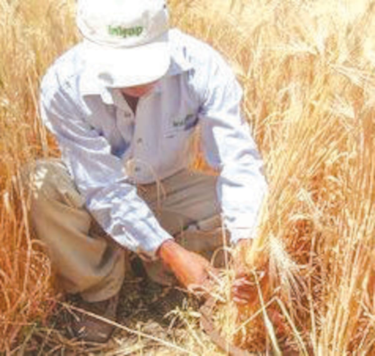 Los productores esperan tener mejores condiciones en el siguiente ciclo. FOTO: CORTESÍA