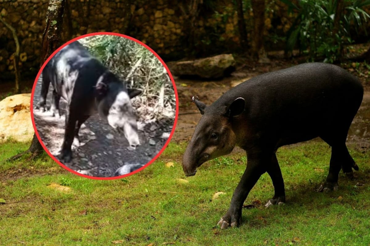 Detectan caso de gusano barrenador en fauna silvestre de Campeche y activan protocolo de atención sanitaria