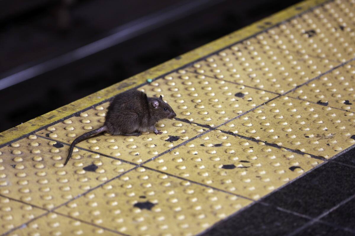 Nueva York crea un “escuadrón de élite” contra las ratas