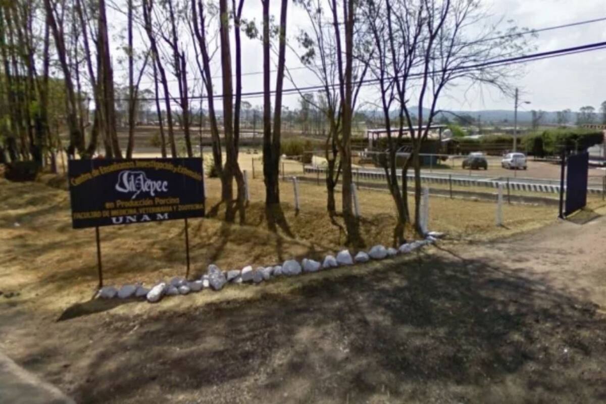 Irrumpe grupo armado en UNAM ; roban a veterinarios