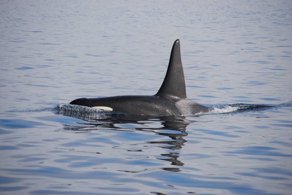 Científicos planean salvar orca perdida guiándola con sonidos desde un dron