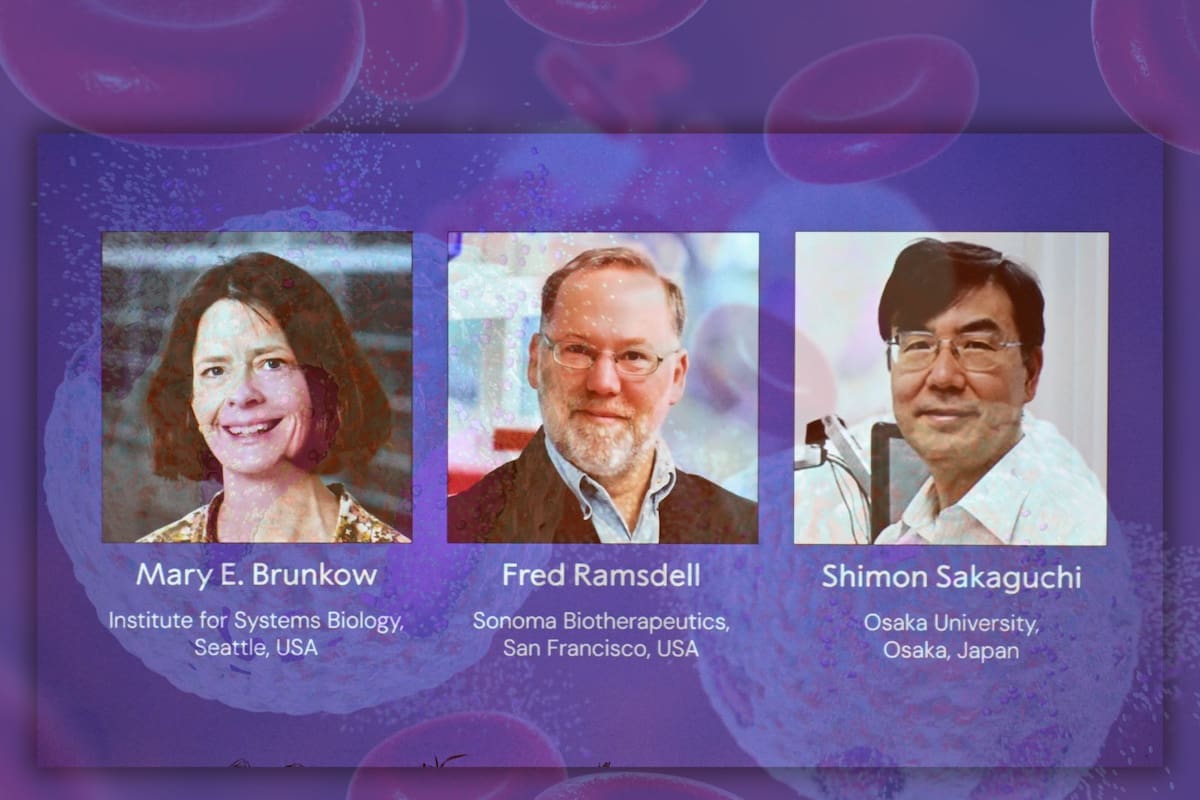 Ganadores del Nobel de Medicina 2025: Descubrieron las células T reguladoras del sistema inmune, las cuales permitirían un combate eficaz al cáncer y diabetes
